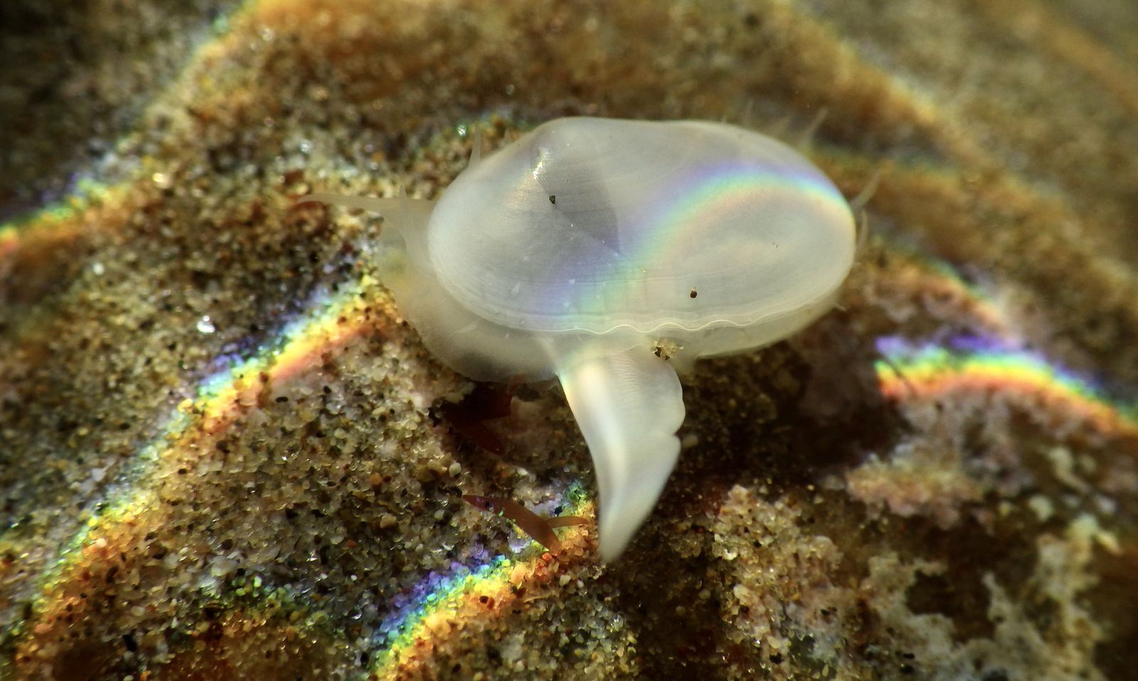 Researchers Find Living Clam Thought to Have Gone Extinct Thousands of Years Ago