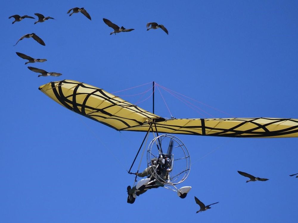 How We Lifted Flight from Bird Evolution