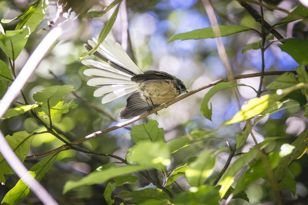 Bird in the Brook Waimārama Sanctuary. Credit: New Zealand Tourism Bureau/Miles Holden