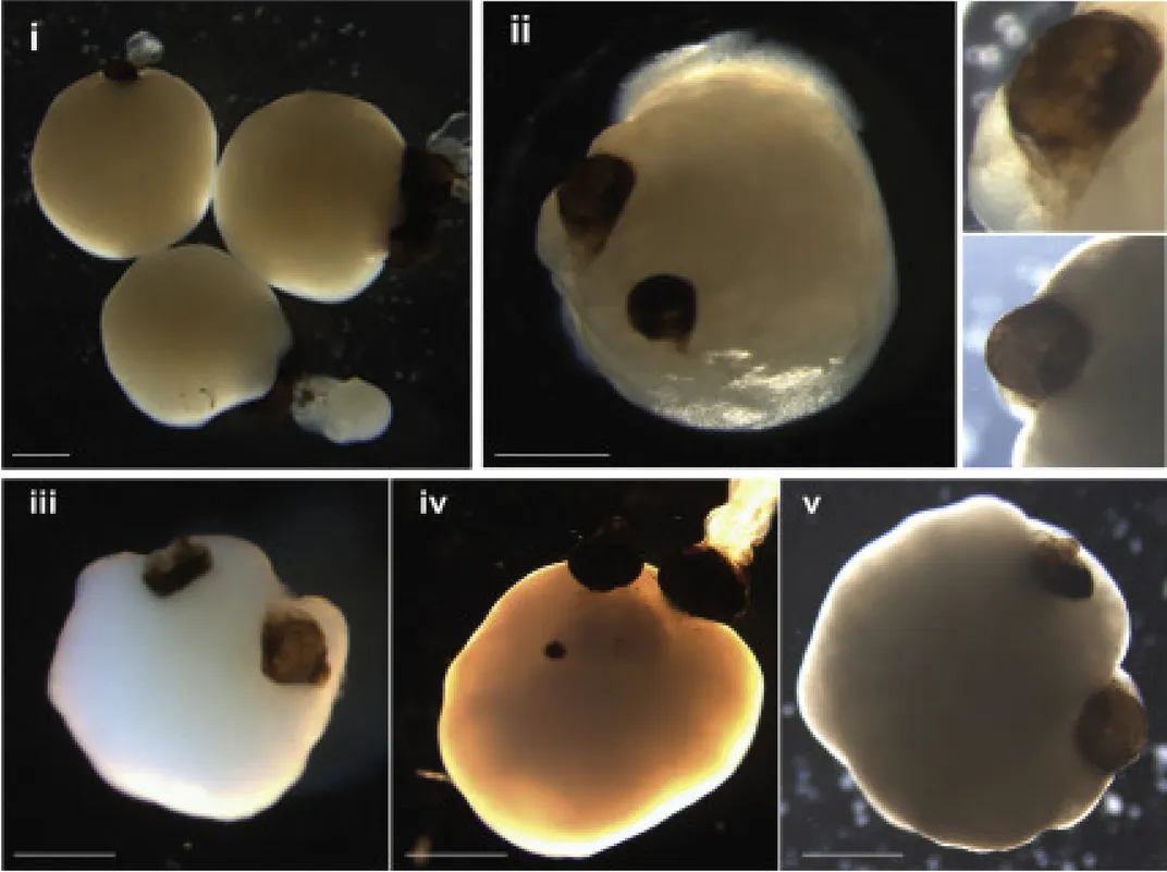 A series of images of brain organoids with optic cups/eyes. The images look like white/yellow blobs floating against a black background. Each blob has a pair of black hamster-like beady eyes. 