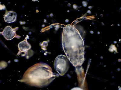Understanding plankton is essential to studying how ocean life is sustained.