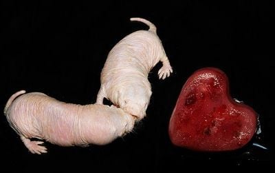 Naked mole rats from the Smithsonian Institution's National Zoo
