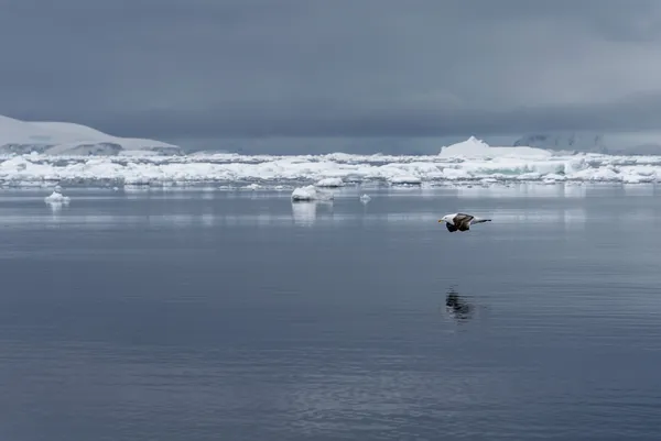 Kelp gull flying over ice in Antarctica thumbnail