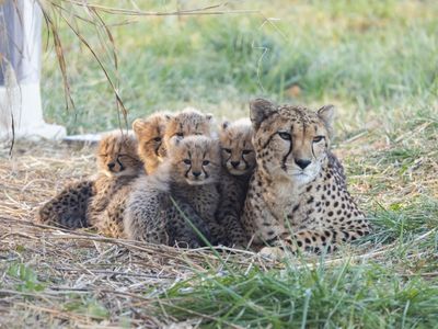 Cheetah mother and cubs huddled together in the grass