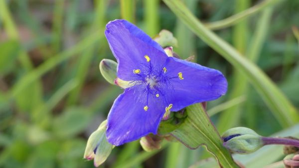 Redwood Wildflower thumbnail