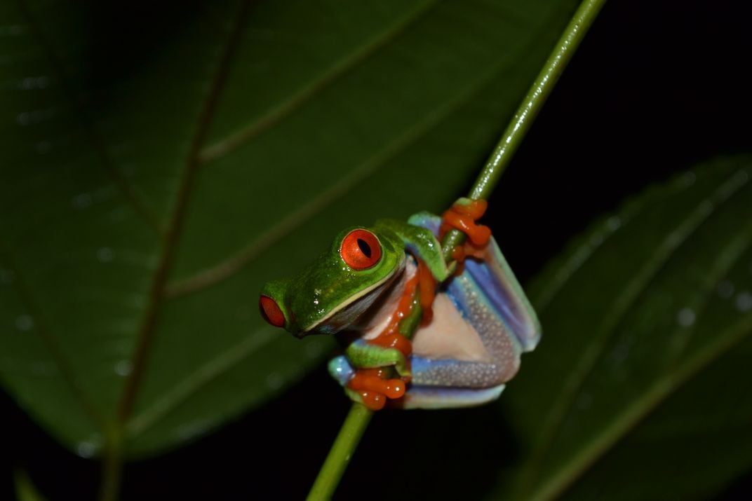 Red Eyed Tree frog Acrobatics | Smithsonian Photo Contest | Smithsonian ...