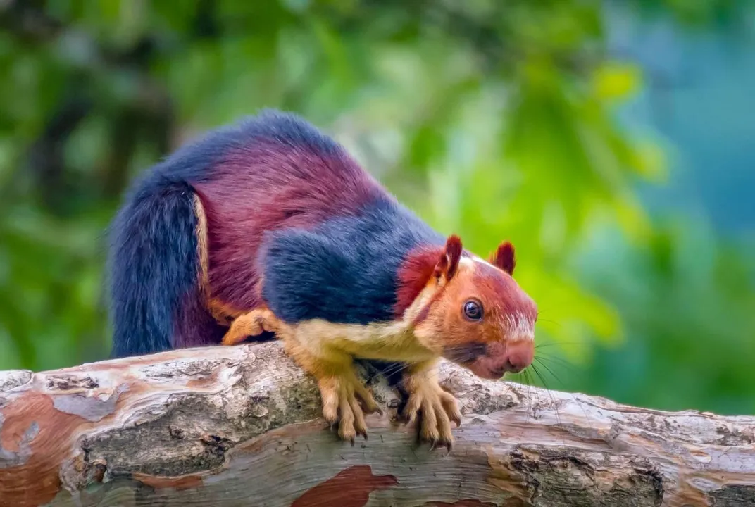 Yes, Giant Technicolor Squirrels Actually Roam the Forests of Southern  India | Smart News| Smithsonian Magazine