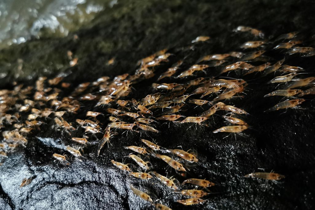 Shrimp parade in Thailand