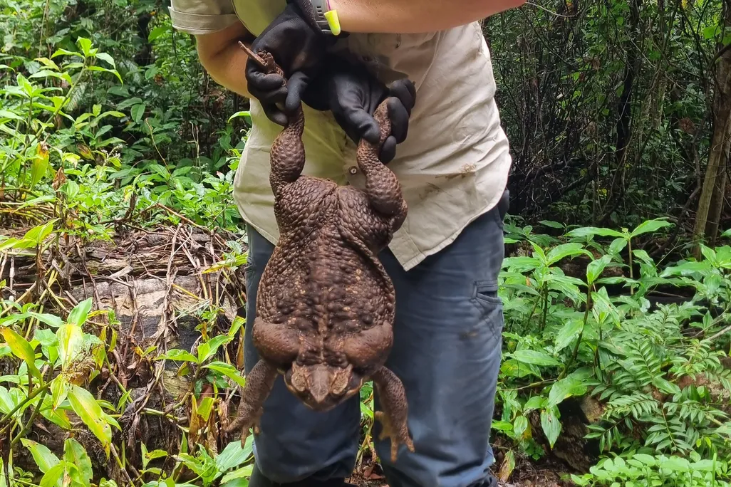 A park ranger holds a giant toad by the hind legs.