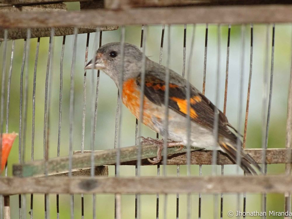 2b-Female-Red-Siskin-trapped--from-the-wild-and-translocated-to-a-local-market-rescued-by-wildlife-authorities.jpg