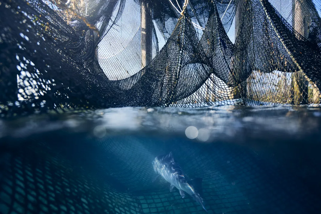 a salmon swims away from the camera, seen in the lower half of the frame underwater, as nets loop around above its surface