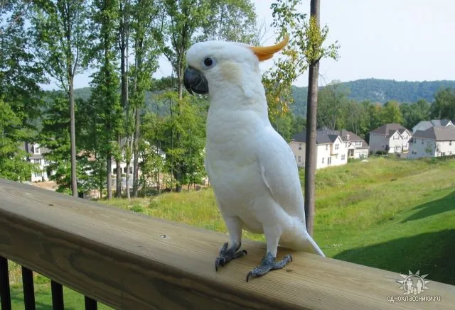 Cacatua con posa che suggerisce grazia e controllo motorio