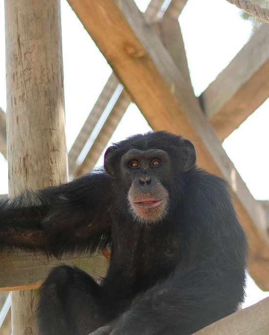 New Iberia chimp