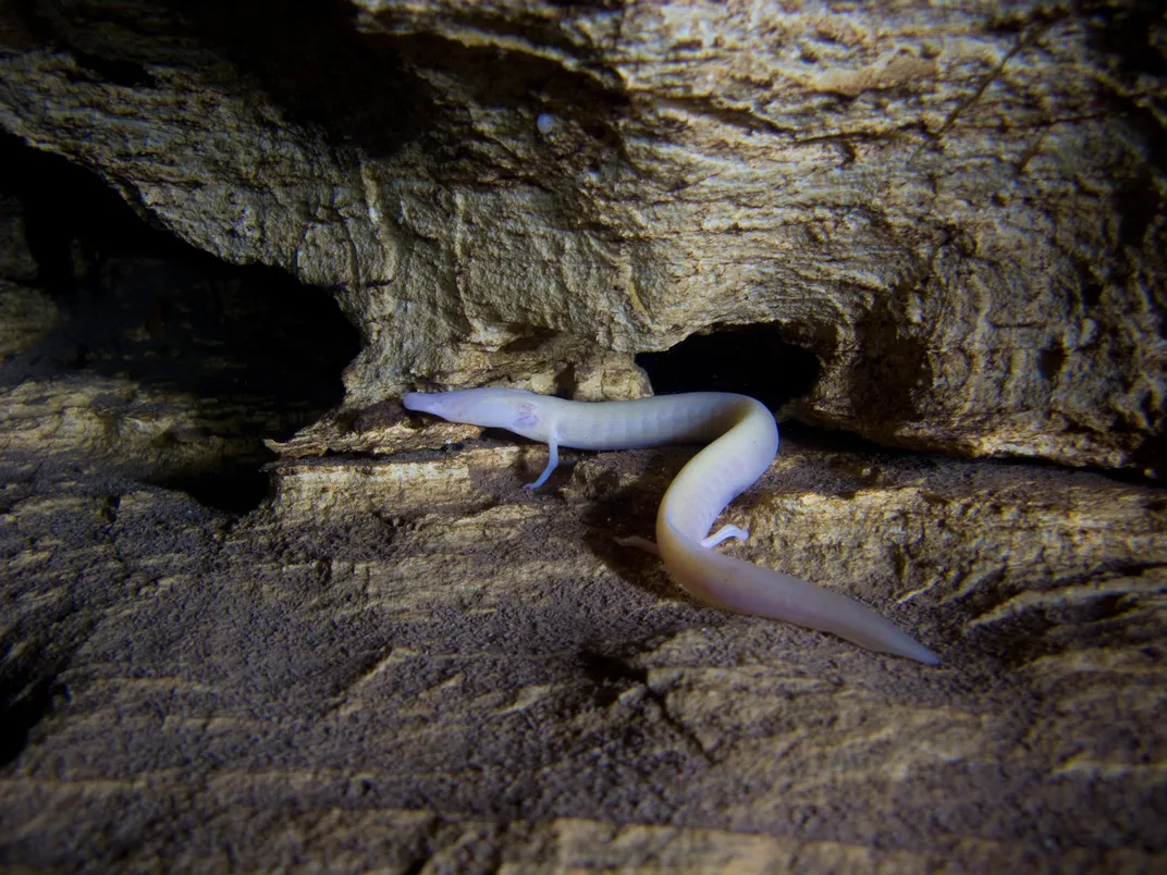 Cave Dragons Exist—And Saving Them Could Be Key to Protecting Drinking Water