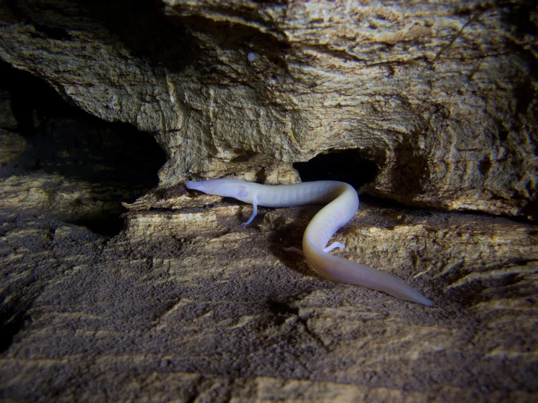 real dragon found in ice cave