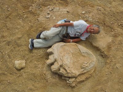 Paleontologist Shinobu Ishigaki posing next to the newly discovered titanosaur fossil footprint.