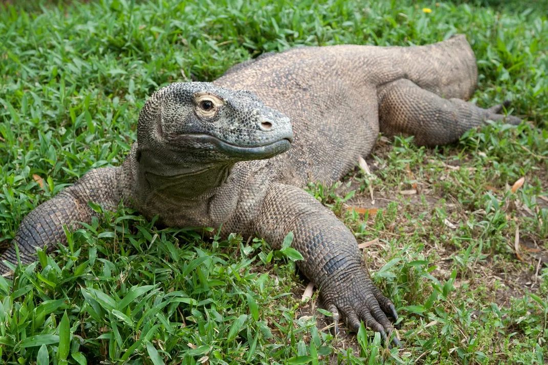 A 22-year-old Komodo dragon with a large, heavy body, scaly skin and large claws stands in the grass.