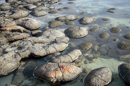 Stromatolites today in Shark Bay, Australia—living fossils of the first microbial communities on early Earth.