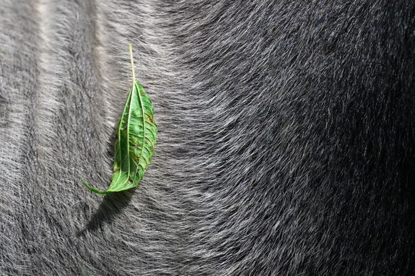 Leaf on Silverback Gorilla - Bwindi Impenetrable Forest thumbnail