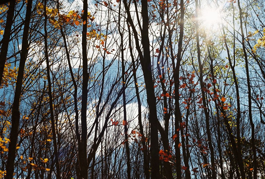 Fall trees | Smithsonian Photo Contest | Smithsonian Magazine