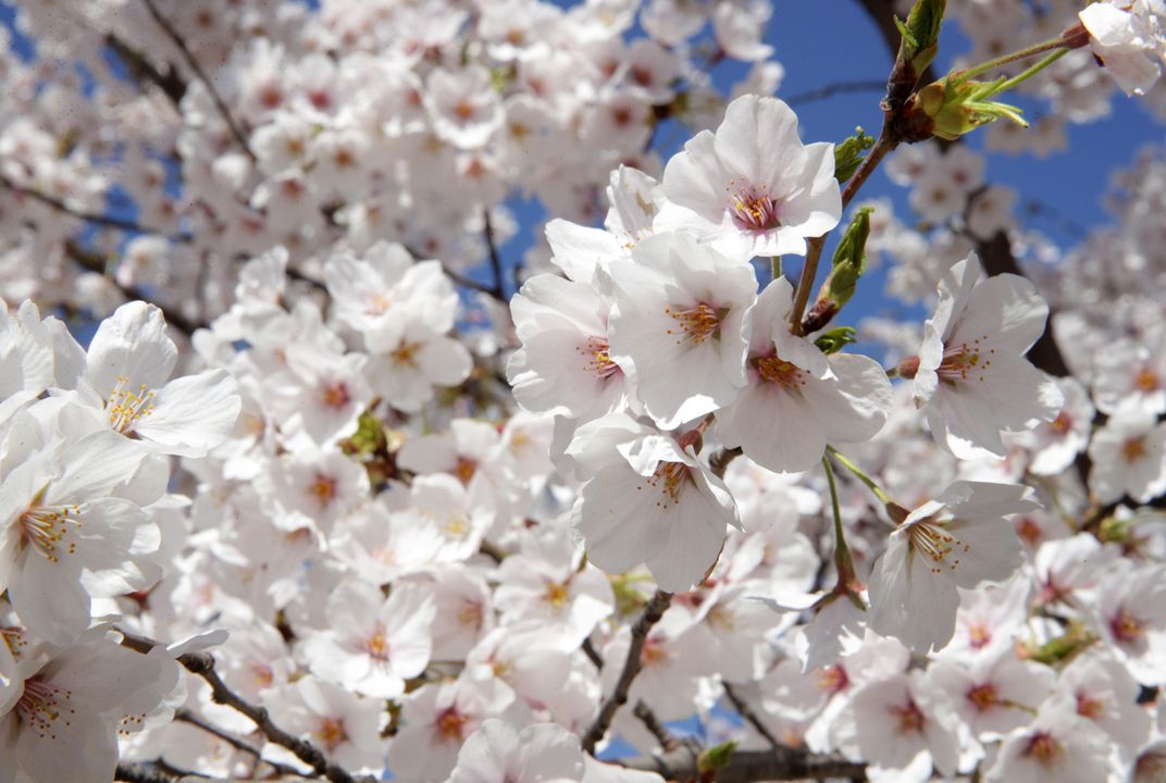 Cherry Blossom Season: A Front Row Seat During Peak Bloom on the Potomac