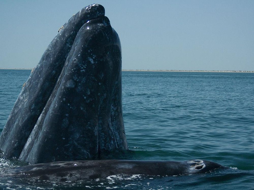 Gray Whales