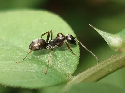 Ants don&#39;t have noses, but they detect scents using antennae atop their heads.