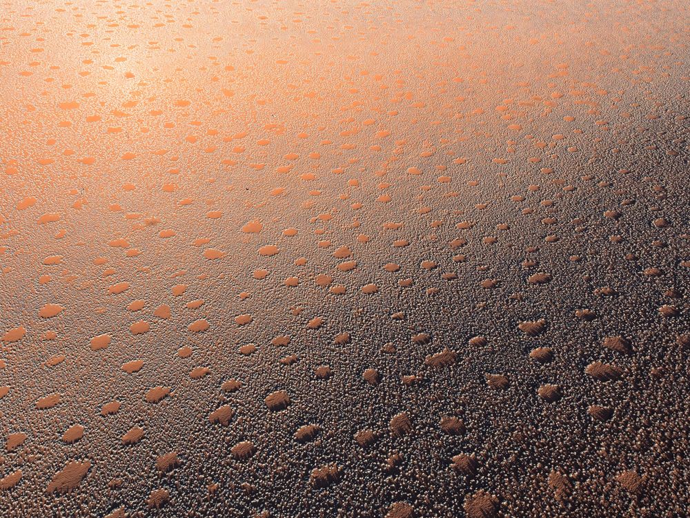 Termites as cause of fairy circles in Namib Desert confirmed