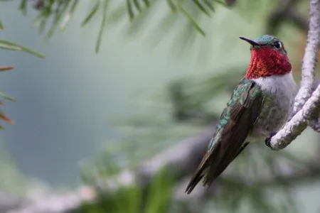 The broad-tailed hummingbird uses its fiery throat feathers, called a gorget, to attract a mate.