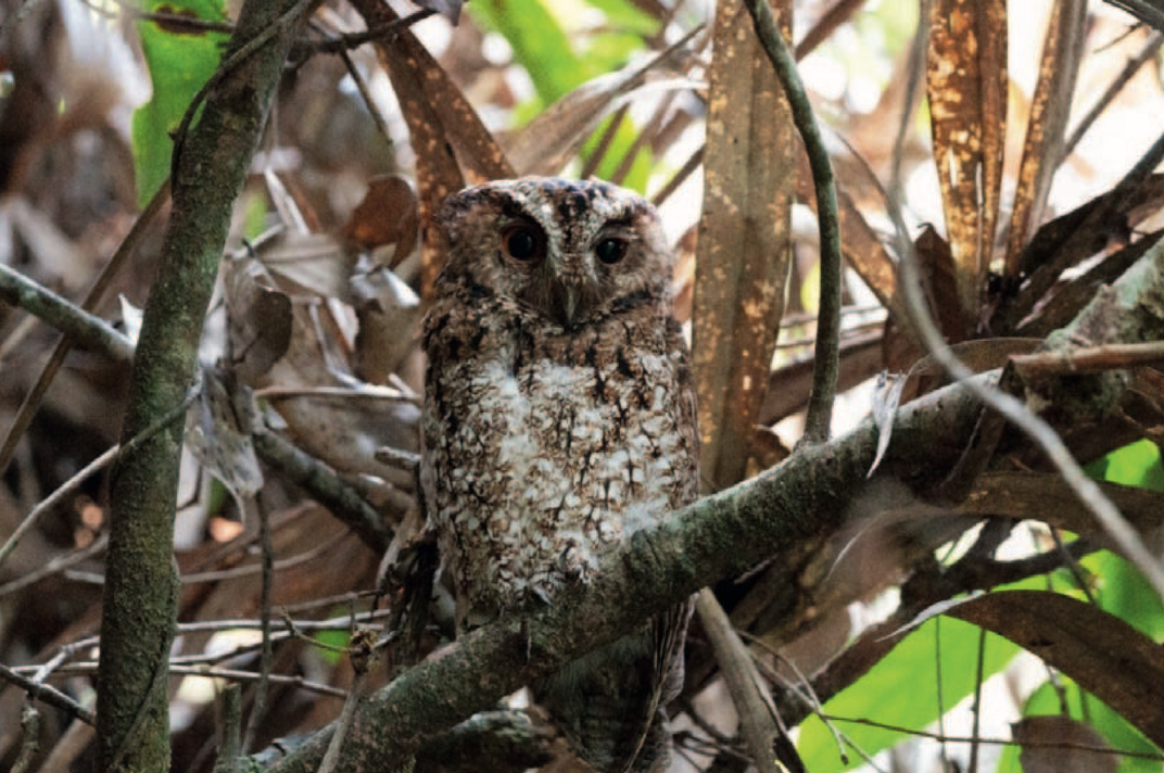 Brown Rajah scops-owl found perched on tree
