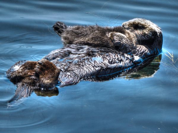 Sea Otter With Pup thumbnail