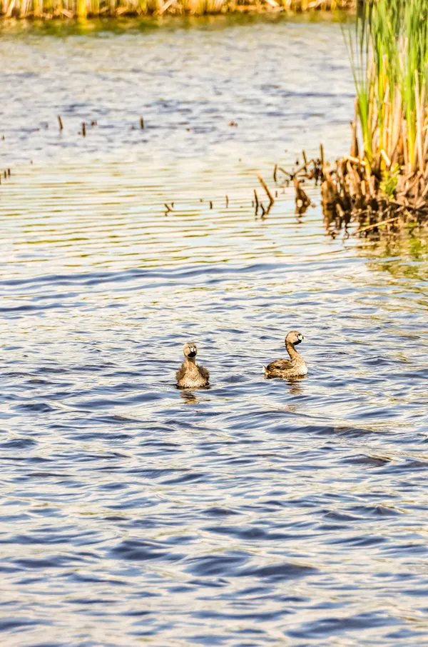 Grebes On the Water thumbnail