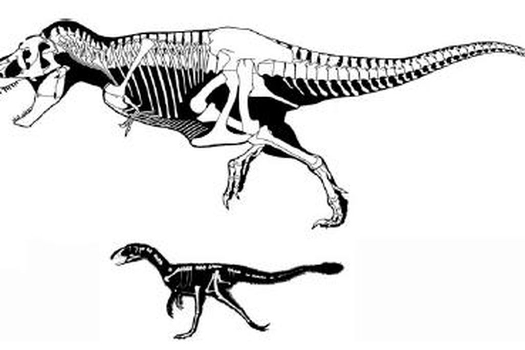 20110520083134tyrannosaurus-dilong-compare.jpg