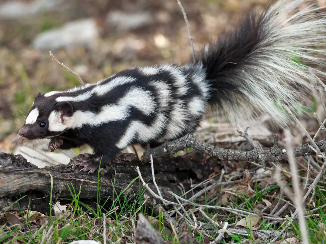 Striped skunk  Smithsonian's National Zoo and Conservation Biology  Institute