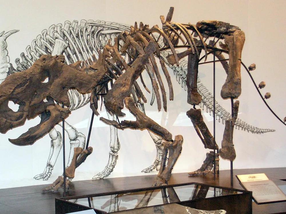Pachyrhinosaurus, Achelousaurus