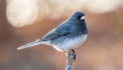 These Urban Birds Evolved Longer Beaks During Covid-19 Lockdowns. Then, They Changed Back