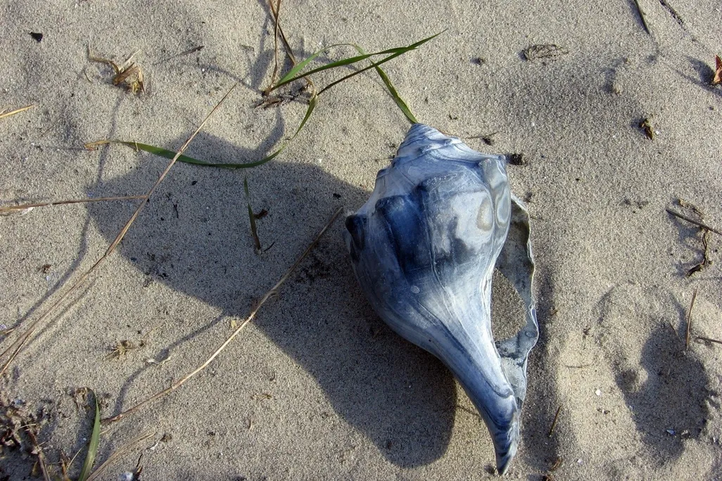 0000-shell.jpg