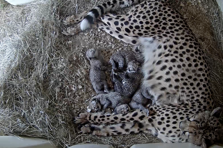 A screenshot from the live online cheetah cam feed on October 9 shows the mother, Zura, with her five cubs.