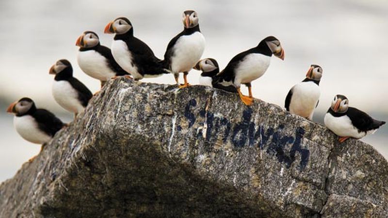 Puffins: Clown Birds of the Atlantic