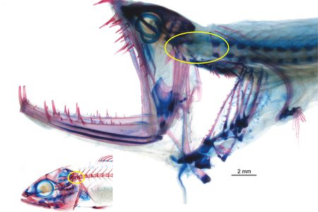 Thanks to this evolutionary novelty, a flexible joint in the skull of dragonfishes, the creatures are able to swallow prey that is almost as big as they are.
