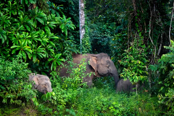 Bornean Pygmy Elephants thumbnail