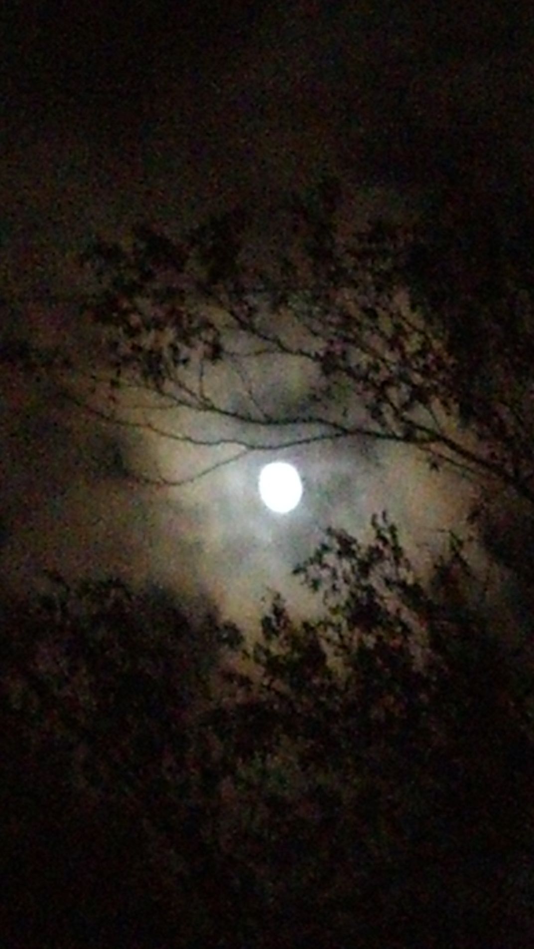 October Moon through trees | Smithsonian Photo Contest | Smithsonian ...