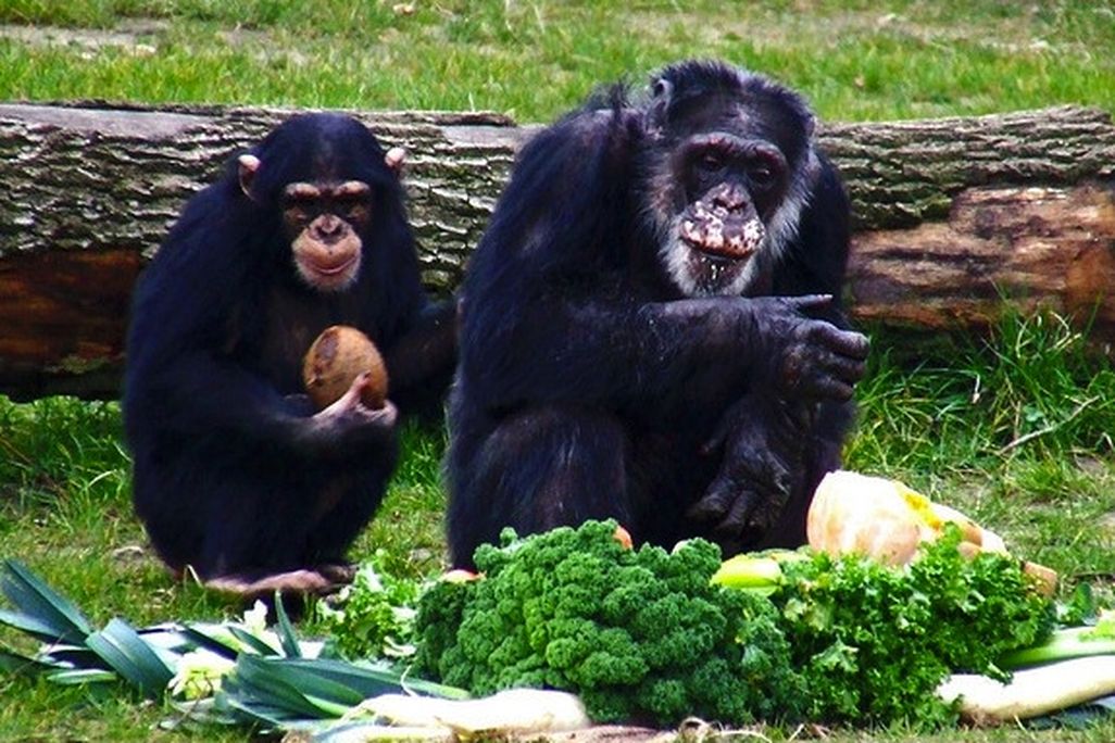 20130116100020chimps.jpg