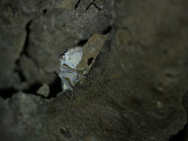 Tiny Leafhopper is Watching you! thumbnail