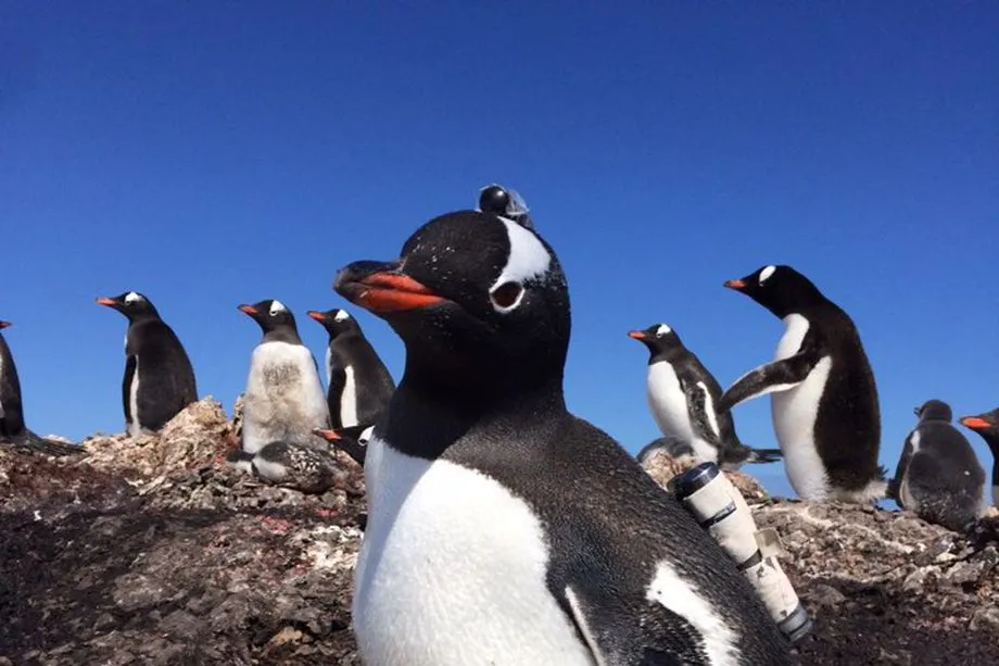 Penguin Cam