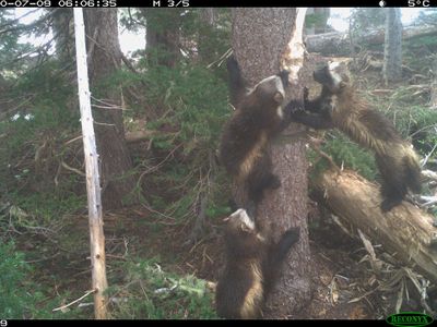 Wolverines make dens in snowpack to raise kits