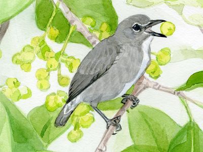 The spectacled flowerpecker has been spotted eating mistletoe, a parasitic plant that grows high in Borneo’s forest canopy. The distinctive white markings around the eyes earned these birds their common name. (John Anderton) 