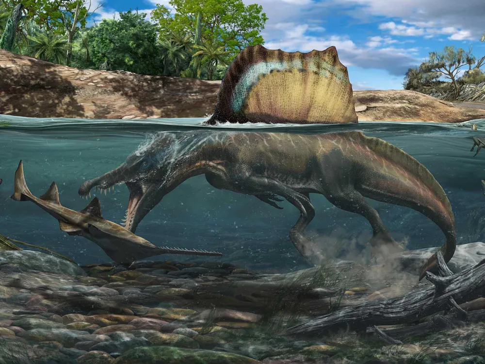 Spinosaurus Swimming