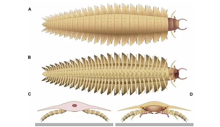 top, bottom, back and front views of the millipede