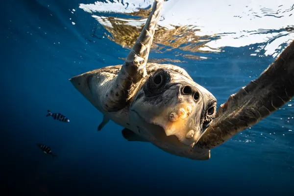 Not Your Mate! thumbnail